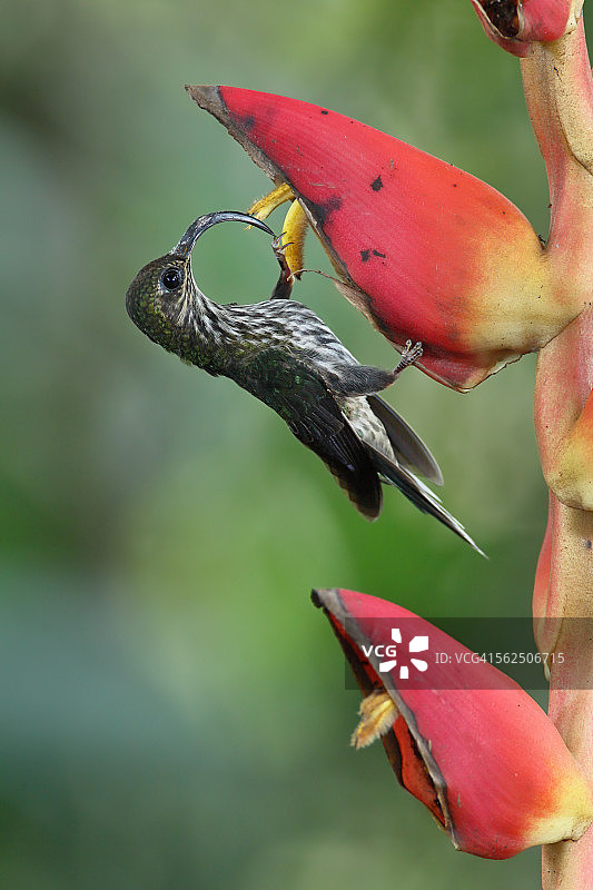 白顶镰嘴蜂鸟图片素材