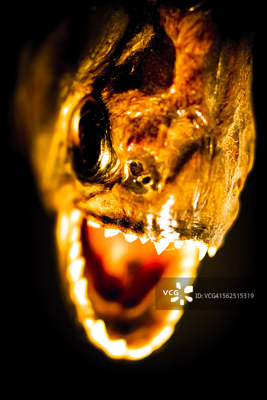 食人鱼微距图片素材