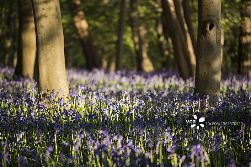 风铃草林地图片素材