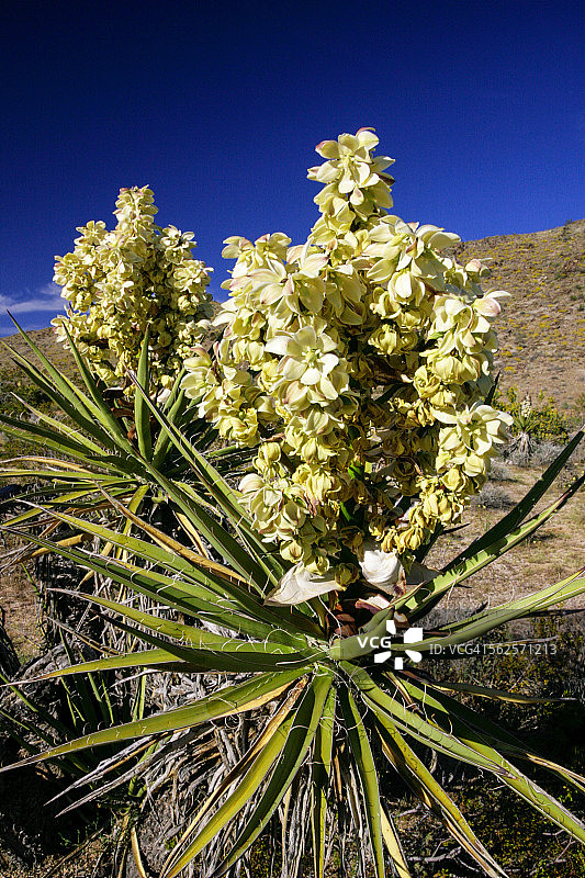 约书亚树国家公园，加利福尼亚图片素材