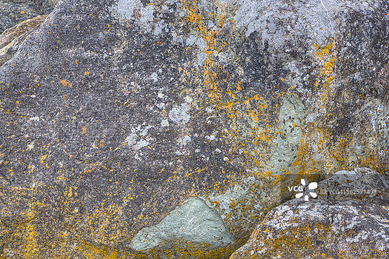 岩石海岸线上生长的地衣图片素材