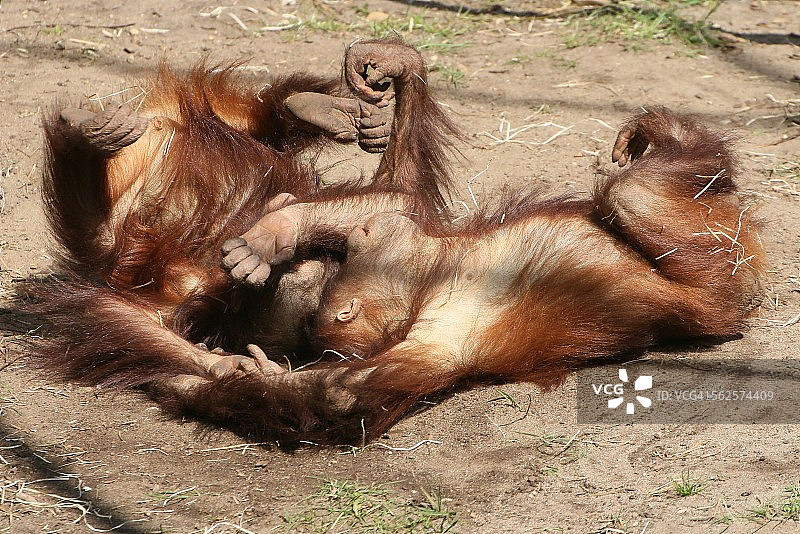 顽皮的猩猩男孩图片素材