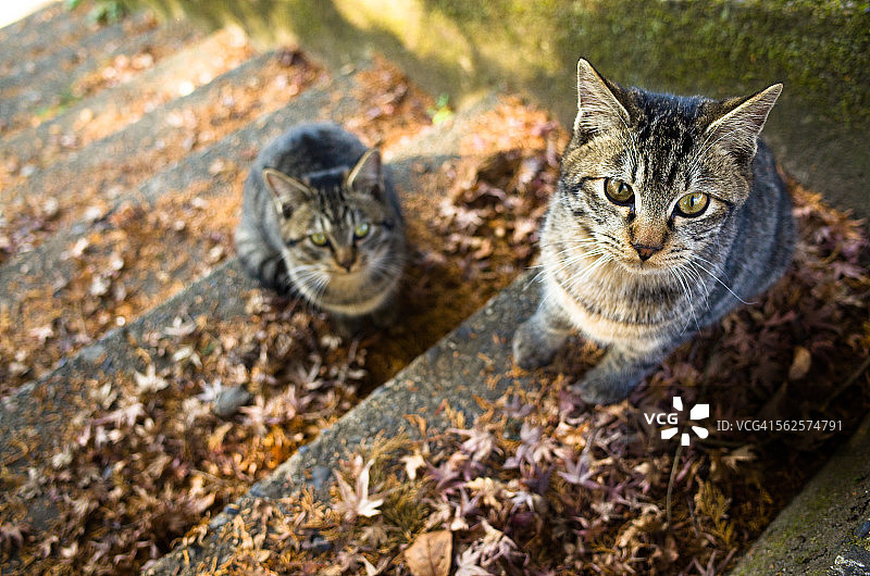 台阶上的猫图片素材