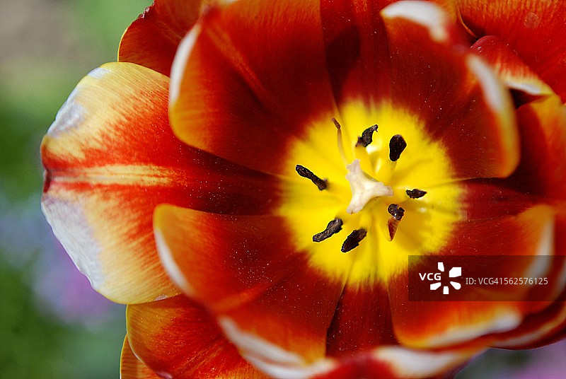 郁金香图片素材