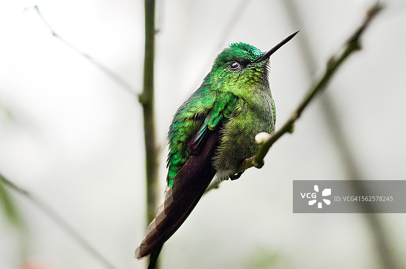 绿腰长尾蜂鸟图片素材