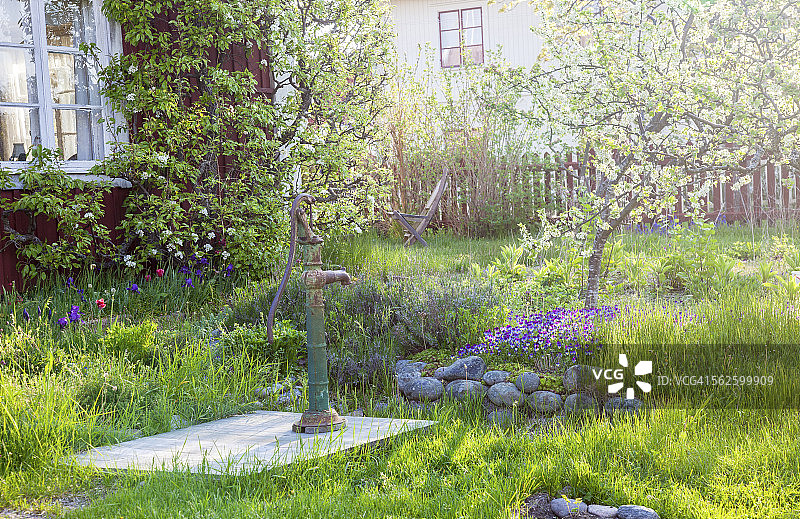 花园里的春天花卉图片素材