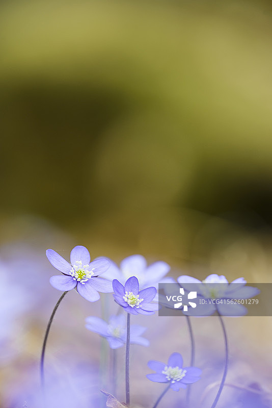 银莲花特写图片素材