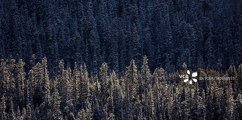 树木自然风光图片素材