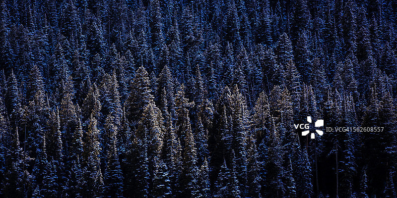 树木自然风光图片素材