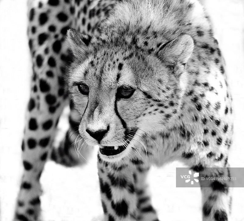 南非猎豹肖像图片素材