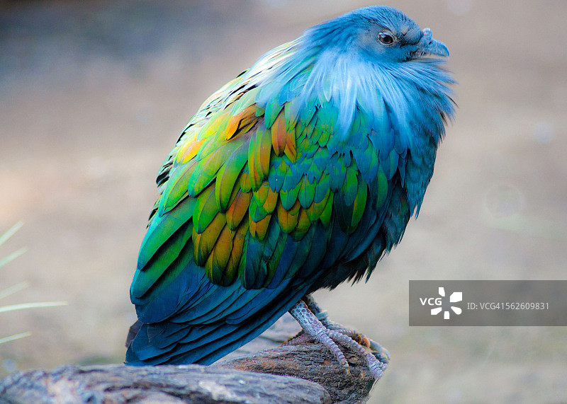 栖息在岩石上的尼科巴鸽子，南非图片素材