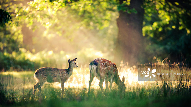 公园里的两只鹿图片素材