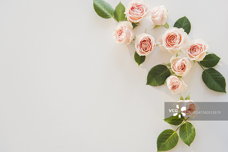 白色背景上的粉色玫瑰图片素材