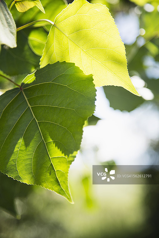 树叶特写图片素材