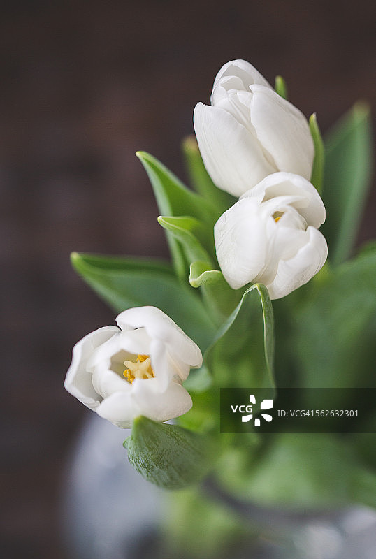 三朵白色郁金香图片素材