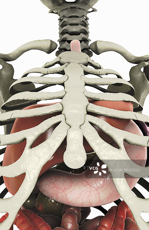 肋骨和骨骼系统中的上消化系统图片素材