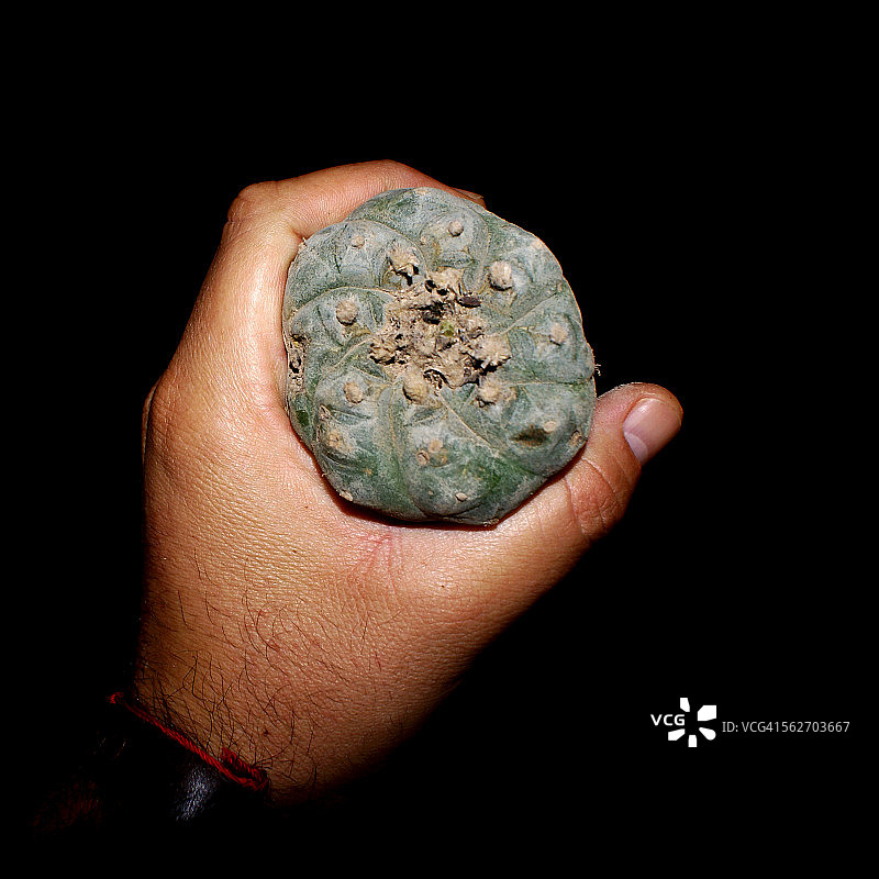 乌羽玉仙人掌图片素材