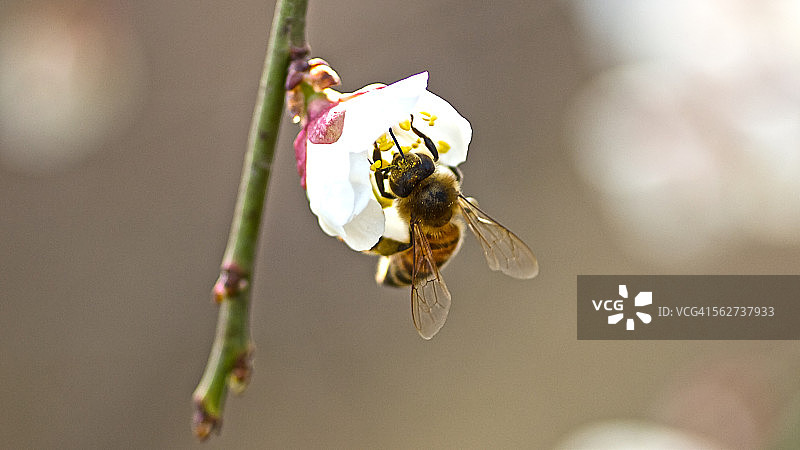 蜜蜂停留在梅花上图片素材