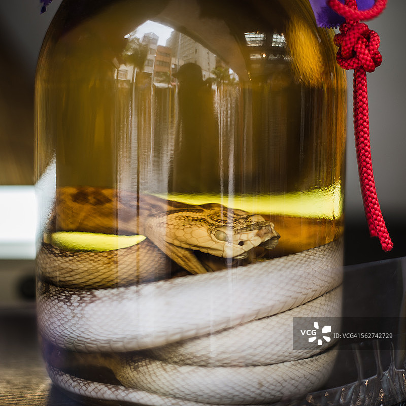 冲绳的蛇酒图片素材