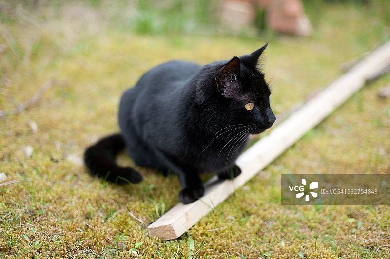 黑猫坐在木头上图片素材