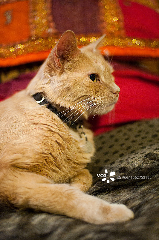 姜的猫图片素材