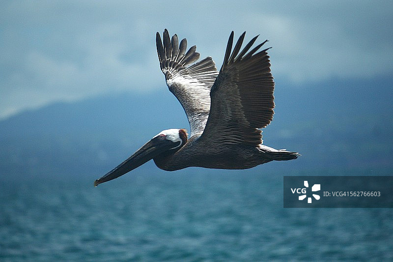 棕色鹈鹕图片素材