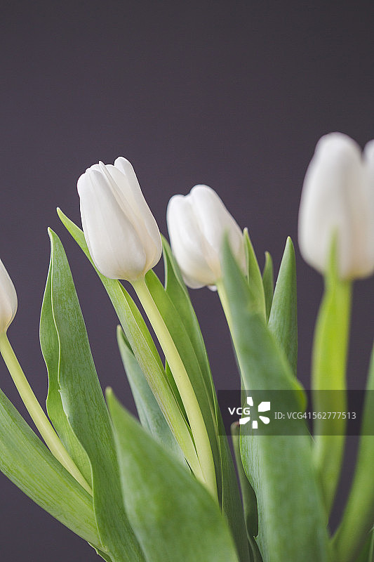 深色背景下的白色郁金香图片素材