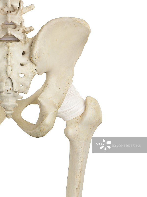 人骨盆骨骼图图片素材