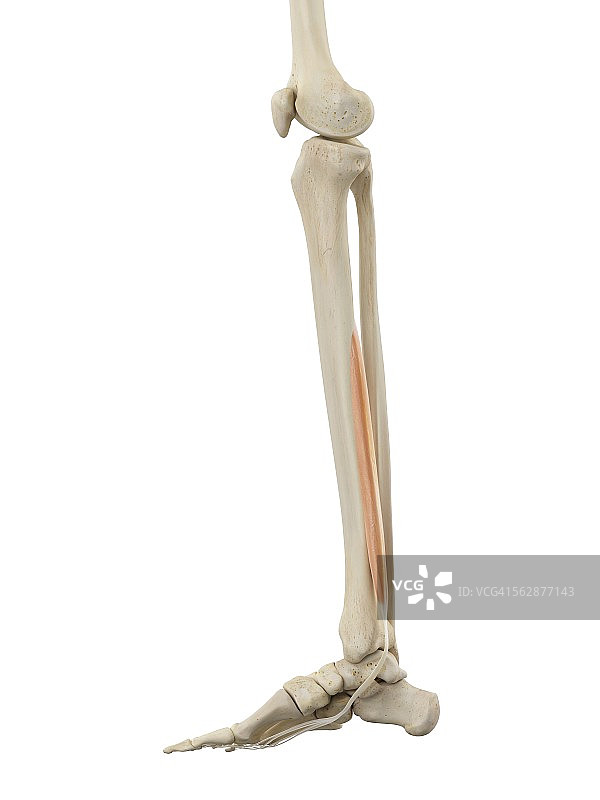 人体腿部解剖结构插图图片素材