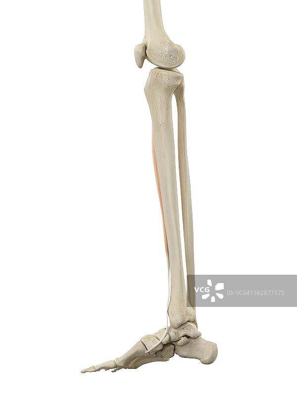 人体腿部解剖结构插图图片素材