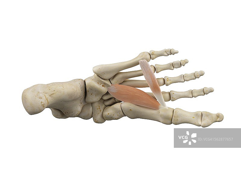 人类足部肌肉解剖图图片素材