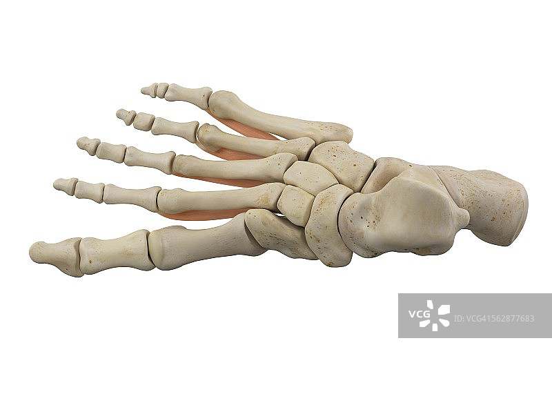 人类足部肌肉解剖图图片素材