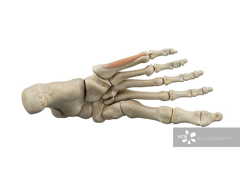 人类足部肌肉解剖图图片素材