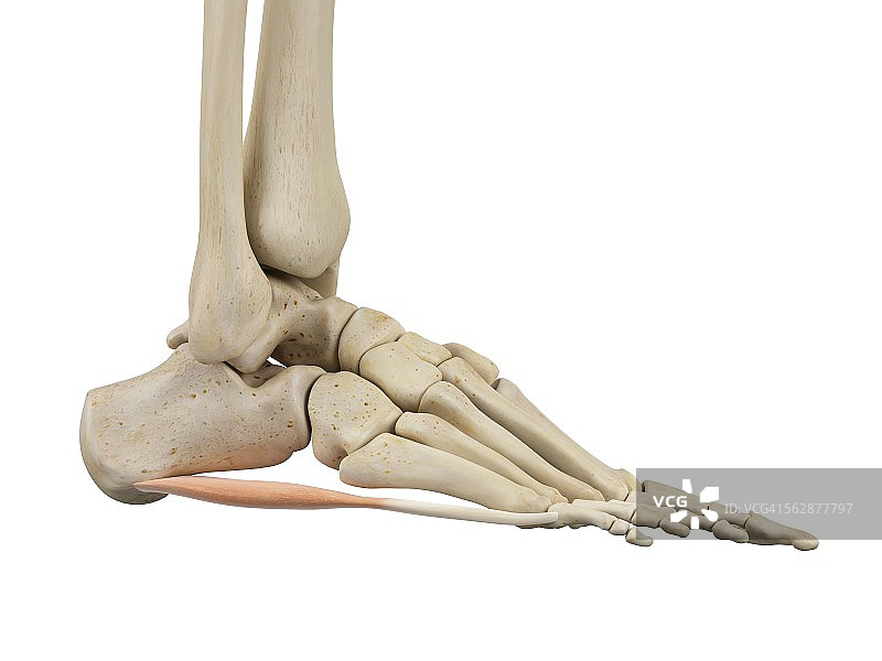 人类足部解剖结构插图图片素材