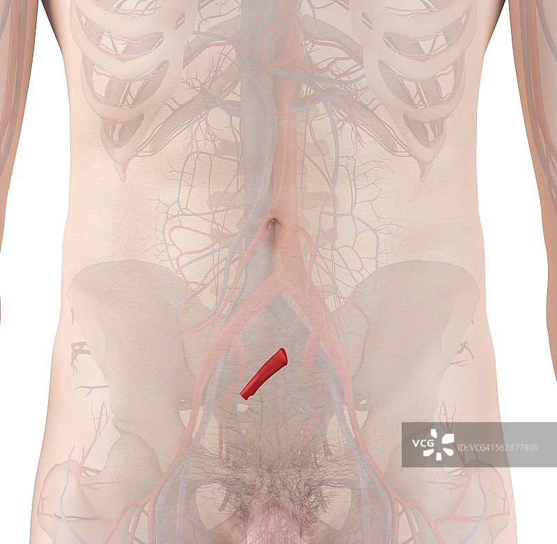 人类动脉示意图图片素材