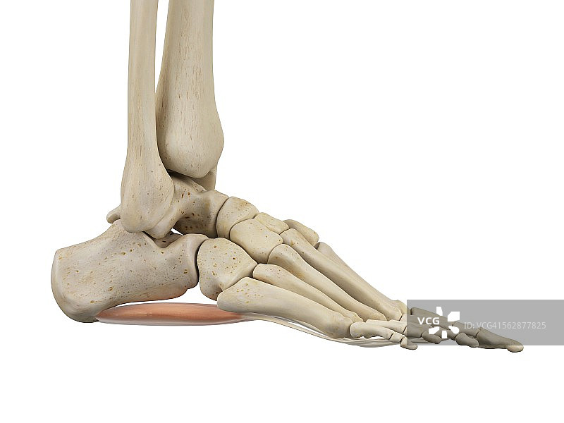 人类足部解剖结构插图图片素材