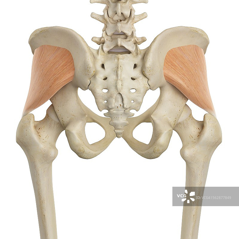 人类髋部肌肉图图片素材