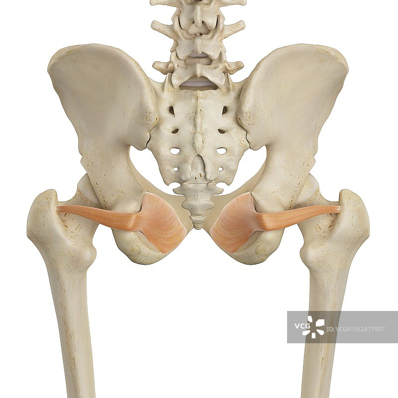 人类髋部肌肉图图片素材