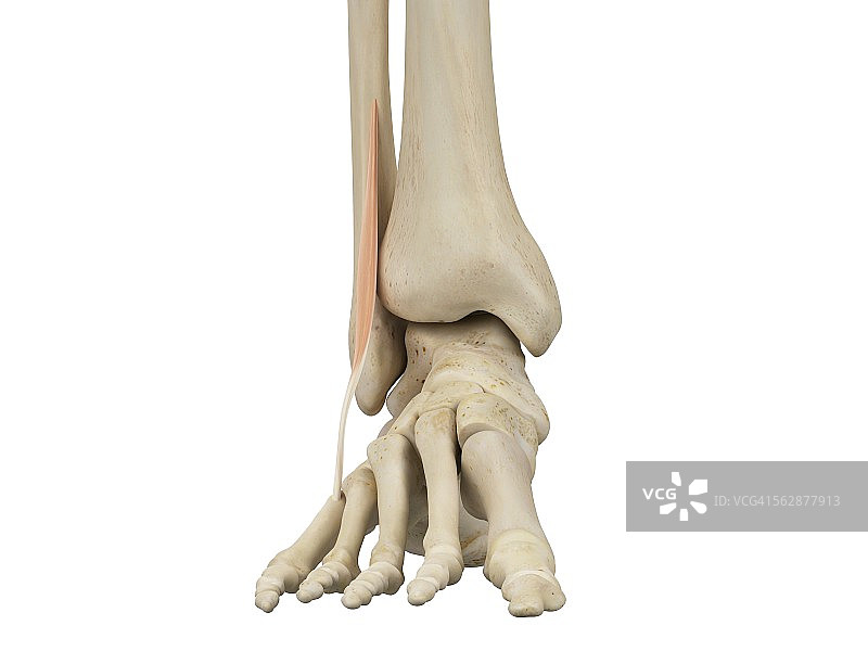 人类足部解剖结构插图图片素材
