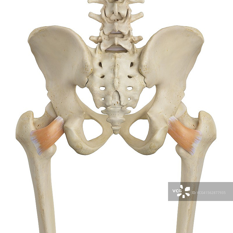 人类髋部肌肉图图片素材