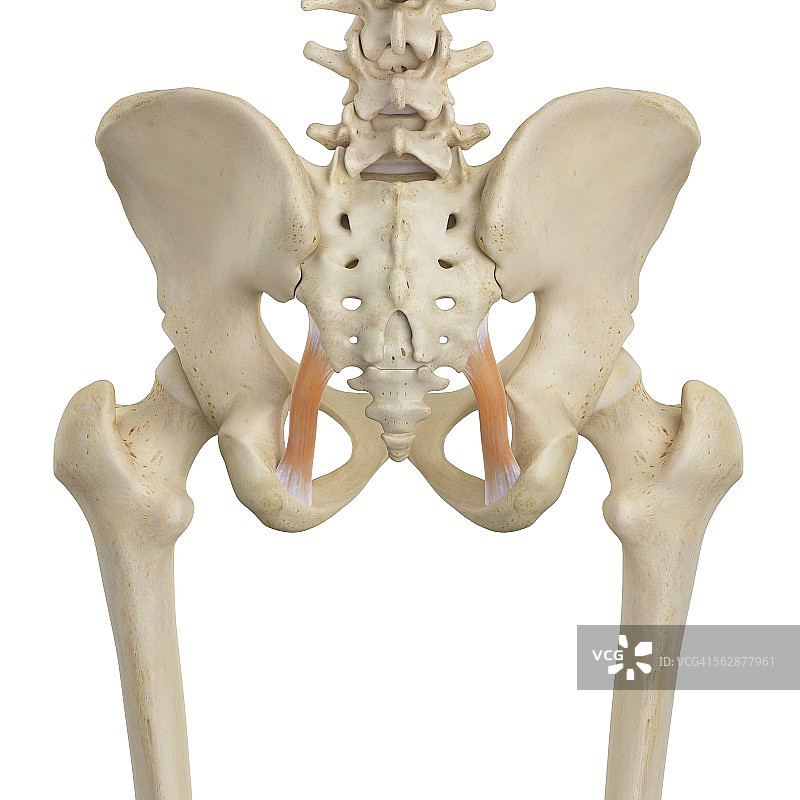 人类髋部肌肉图图片素材
