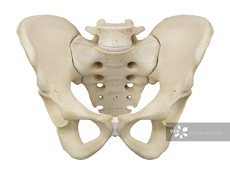 人体骨盆插图图片素材