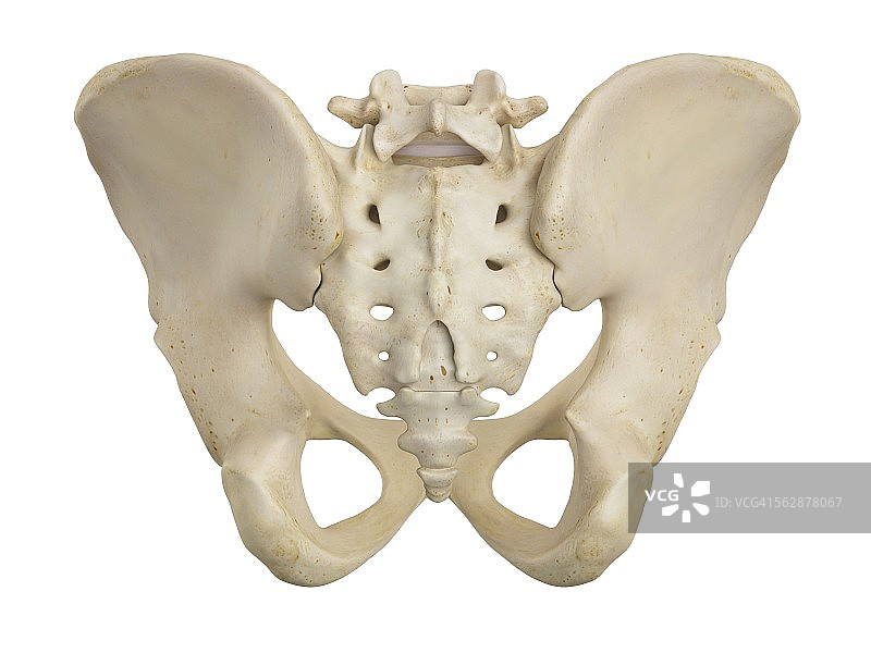 人体骨盆插图图片素材