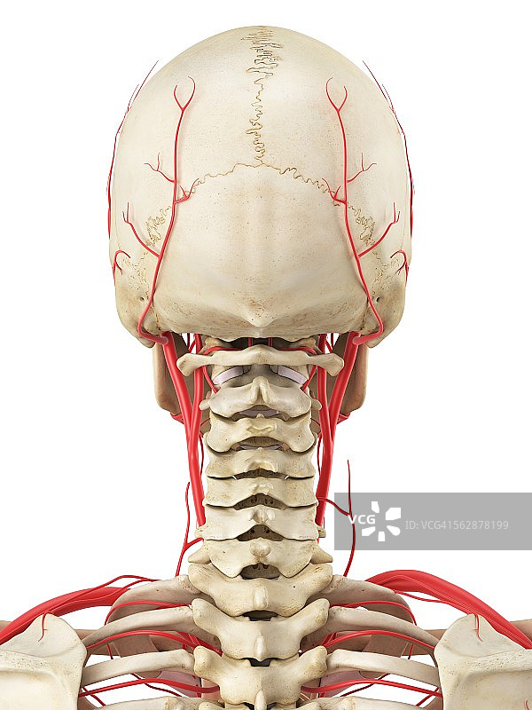 人体血管系统，插图图片素材