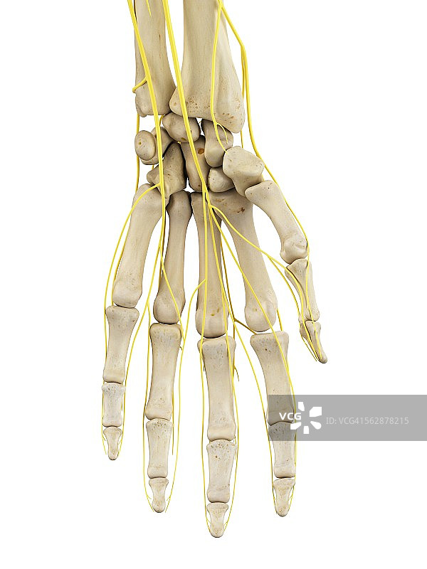 人的手部神经插图图片素材