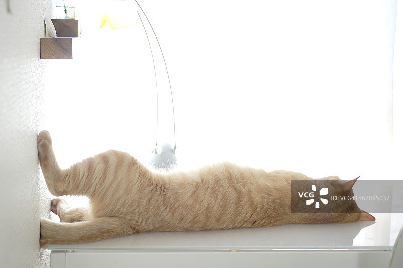 虎斑猫在桌子上睡觉图片素材