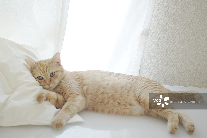 虎斑猫枕着枕头睡觉图片素材