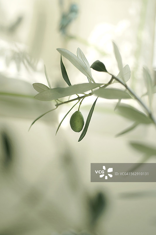 橄榄枝图片素材