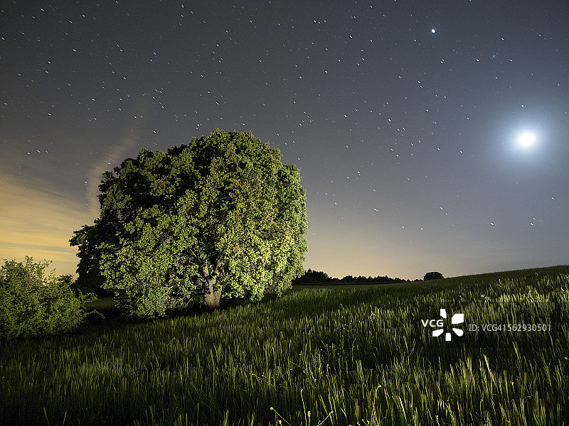 月亮和星星照亮绿色麦田图片素材