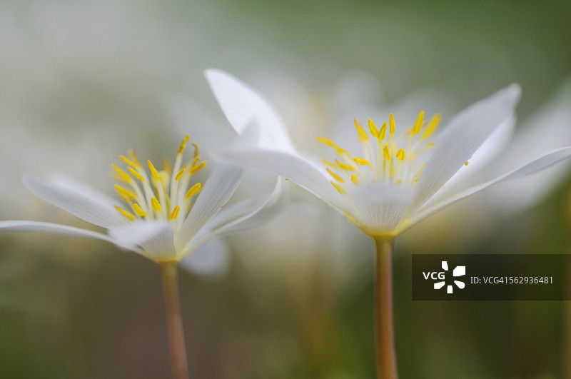 血根草—加拿大血水草图片素材